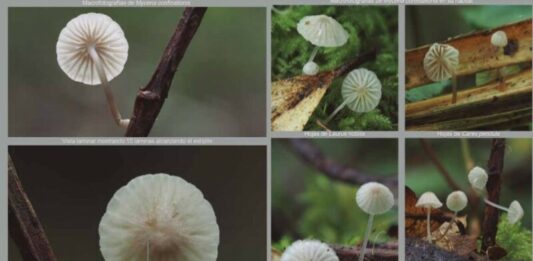 Mycena confinationis. Crédito: IBARRETXE & col., 2020
