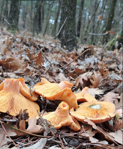Lactarius deliciosus, níscalo, revollón