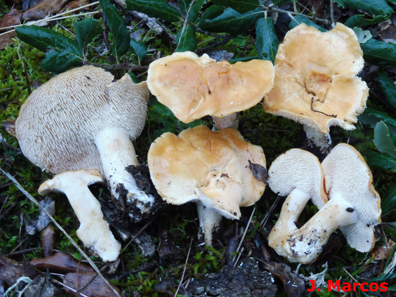 La lengua de gato de esporas ovoides generalmente tiene la cutícula anarnajada con el himenio con aguijones adnatos. Foto Javier Marcos