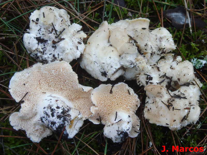 La lengua de vaca blanca tiene el sombrero blanco que contrasta con el himenio con aguijones crema amarillentos. Foto Javier Marcos